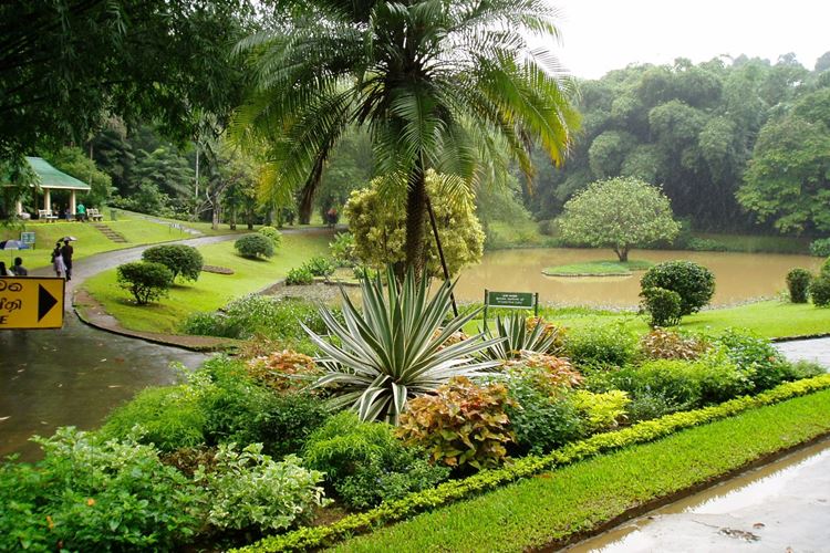 Kandy, botanická zahrada Peradeniyi