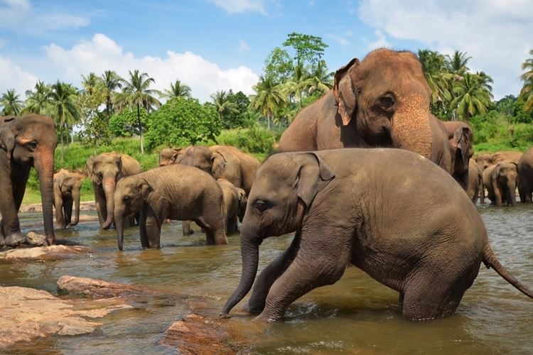 Město Kandy, čajové plantáže Pilimathalawa a sloní sirotčinec Pinnawala