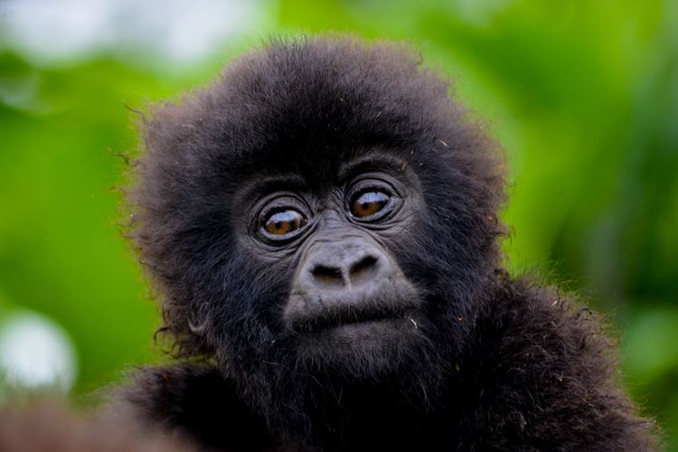 Rwanda úchvatná setkání: horské gorily, safari a vůně kávy