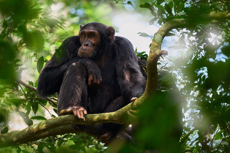 Rwanda úchvatná setkání: horské gorily, safari a vůně kávy