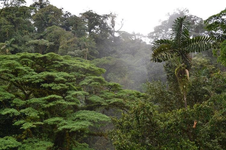 Národní park Monteverde