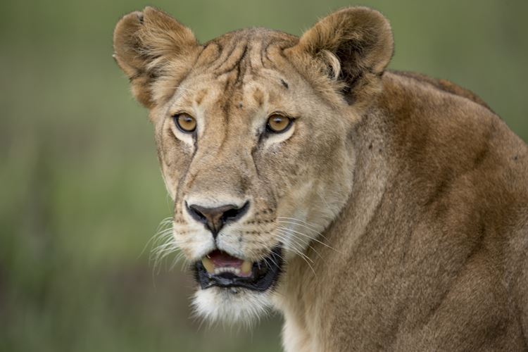 Zvířatům na dotek: nejkrásnější safari v Keni 