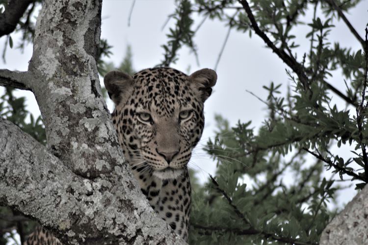 Zvířatům na dotek: nejkrásnější safari v Keni 