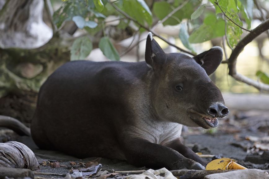 tapir-g4151a7761_1920